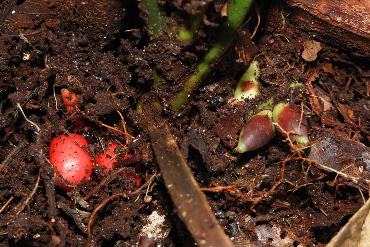 Die Basis der unterirdisch blühenden Pflanze mit Blick auf die reifen roten und unreifen grünen Früchte.