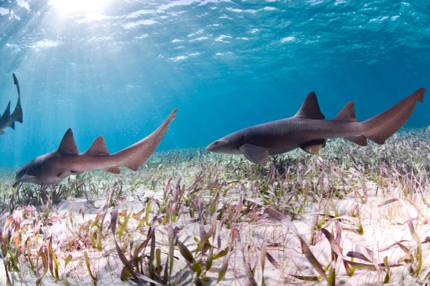 Überfischung, Lebensraumverlust und Klimawandel - dieses Trio ist für den schlechten Zustand vieler Haiarten verantwortlich.