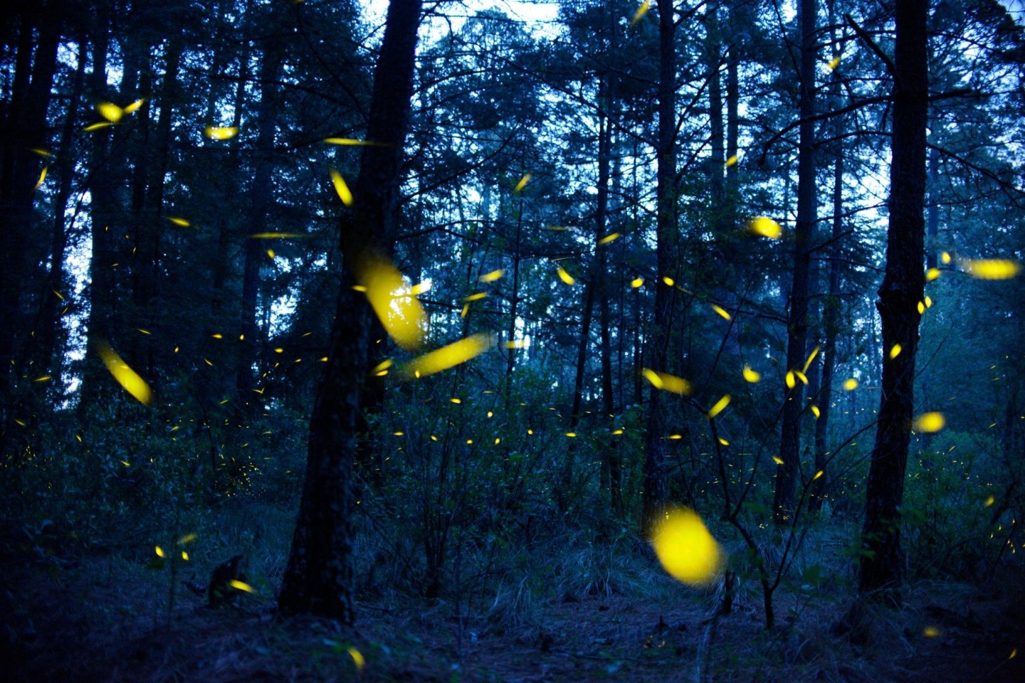 Glühwürmchen senden in der Paarungszeit Leuchtsignale.