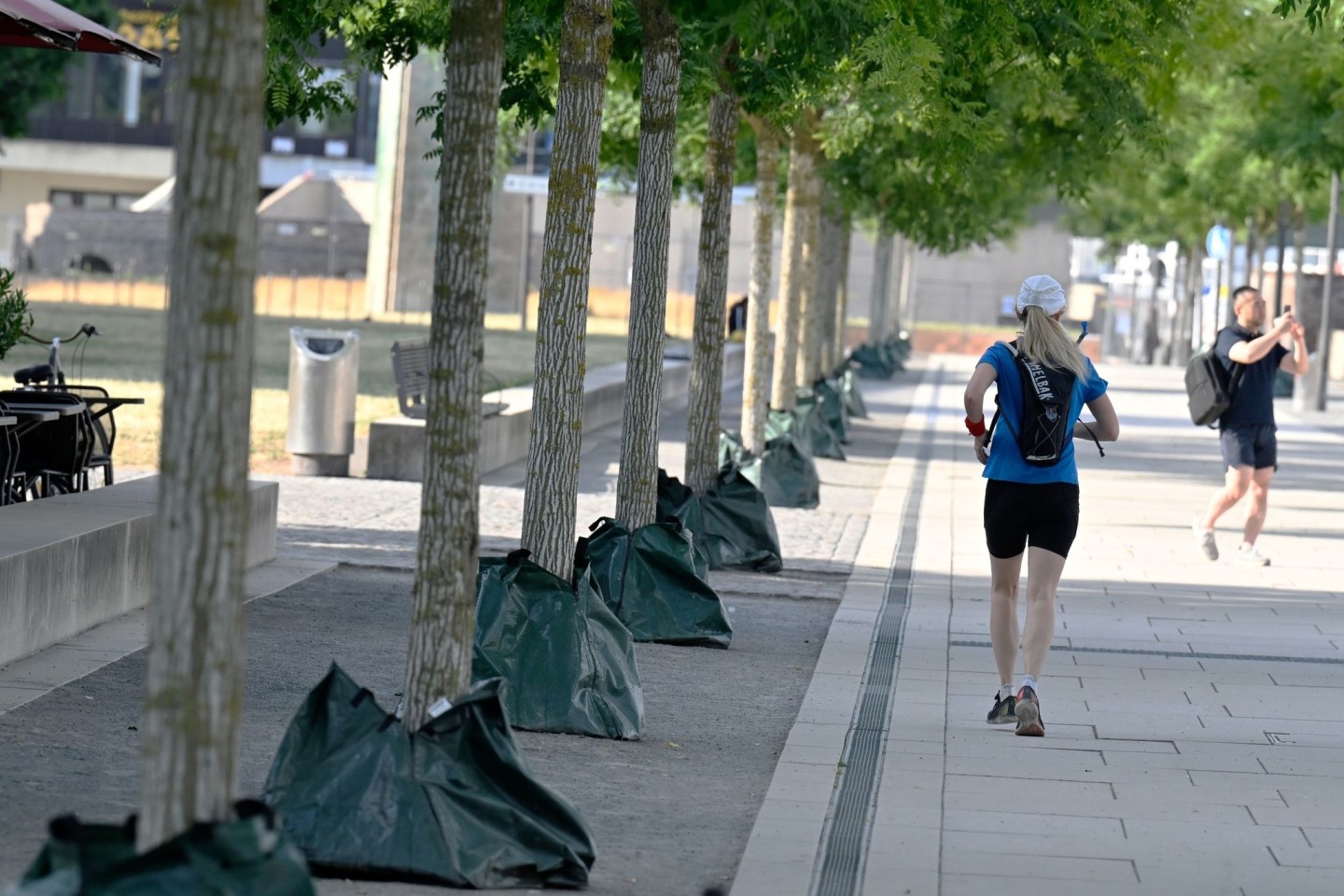 Mit Wassersäcken versucht die Stadt Köln, den Bäumen am Rheinboulevard bei den aktuell hohen Temperaturen zu helfen.