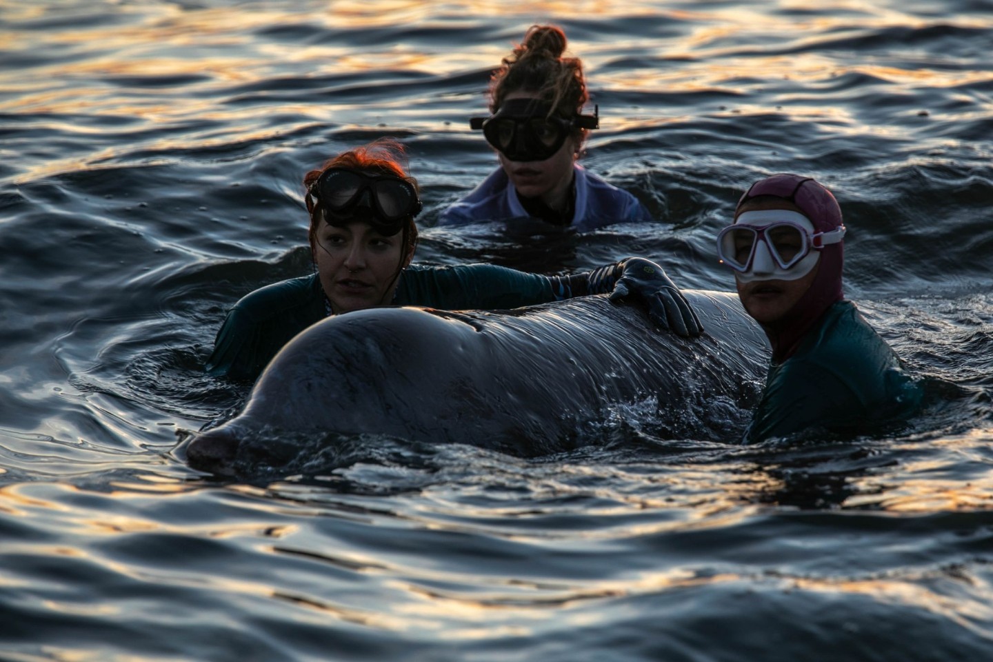 Ein Rettungsteam kümmert sich um den verletzten Wal, der gestrandet ist.