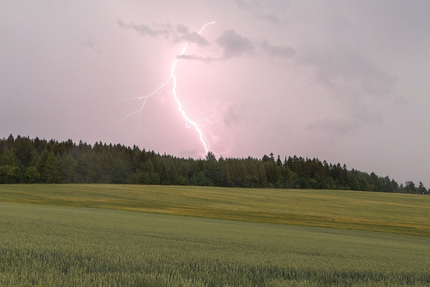 Ein Blitz ist bei einem Gewitter in der Nähe von Langenau in Sachsen über einem Waldstück zu sehen.