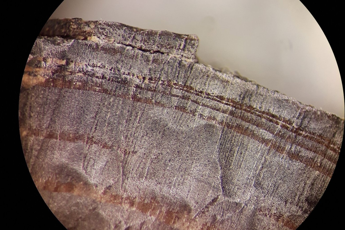 Mikroskopische Aufnahme eines Holzfragments aus den nordischen Schichten in L'Anse aux Meadows. Vor genau tausend Jahren, im Jahr 1021, könnten bereits Wikinger in Nordamerika gelebt haben.