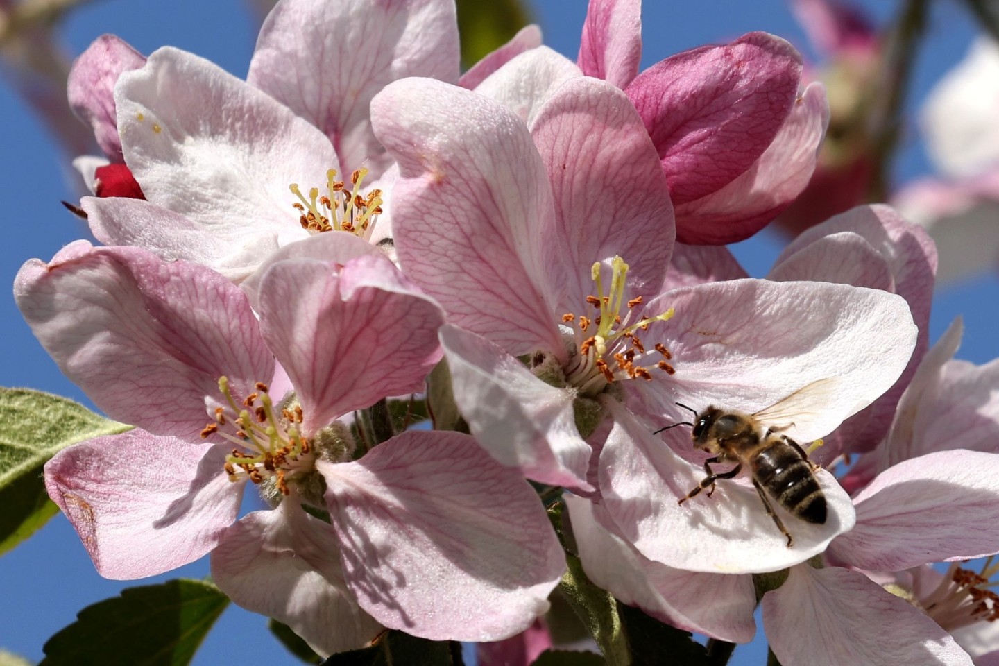 Eine Biene bedient sich im mecklenburgischen Gnoien an einer Apfelblüte.