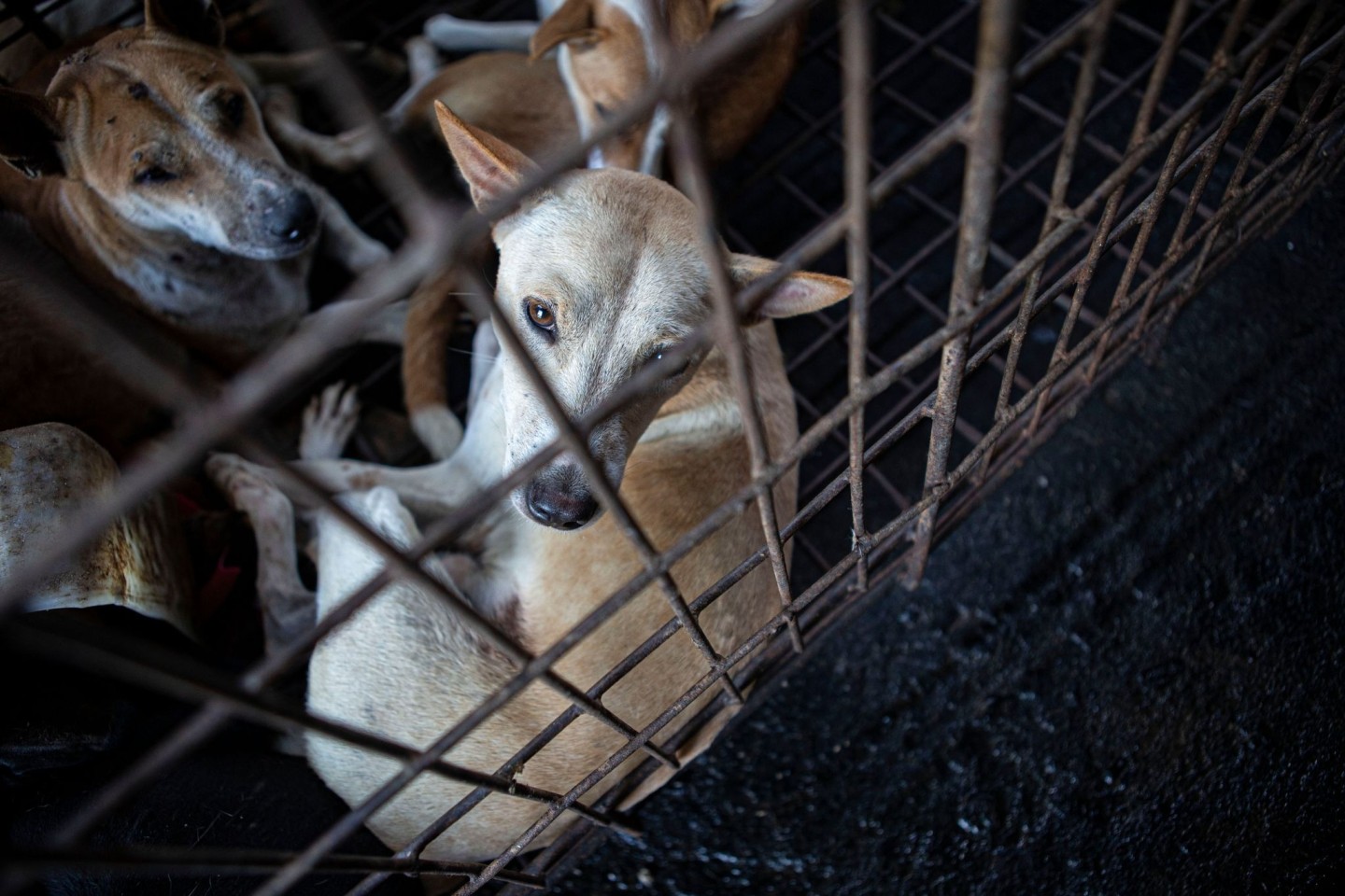 Hunde werden von einem Rettungsteam aus einem Schlachthaus in Indonesien gerettet.