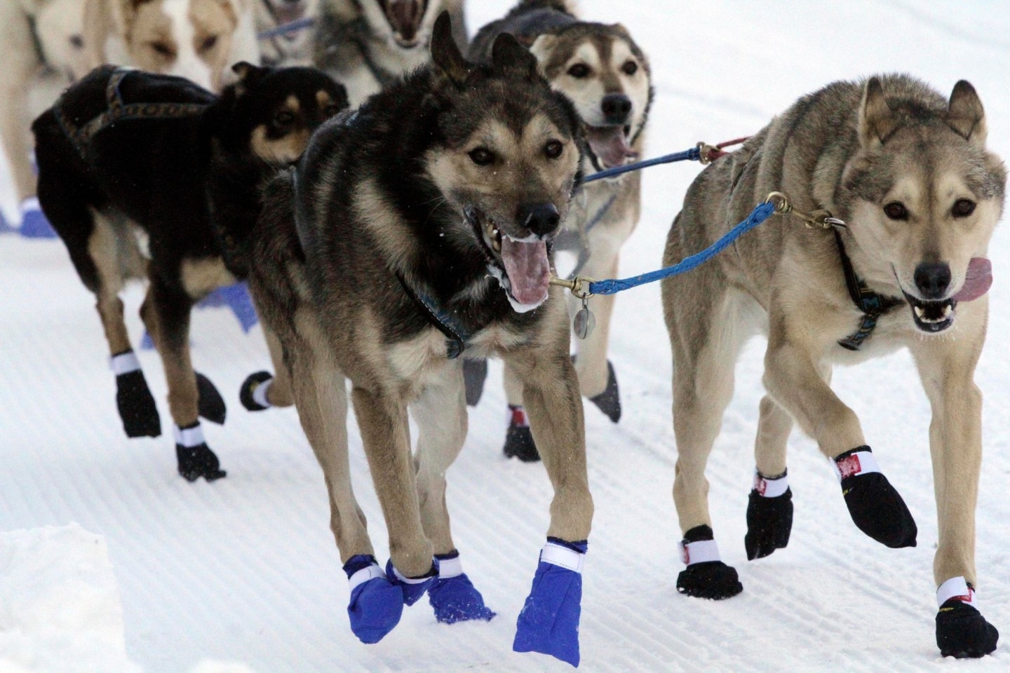 Über 1000 Kilometer Distanz müssen die Hundegespanne durch die Wildnis Alaskas zurücklegen.