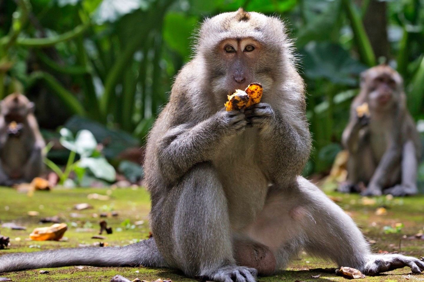 Makaken fressen Bananen während der Fütterungszeit im Sangeh Monkey Forest.
