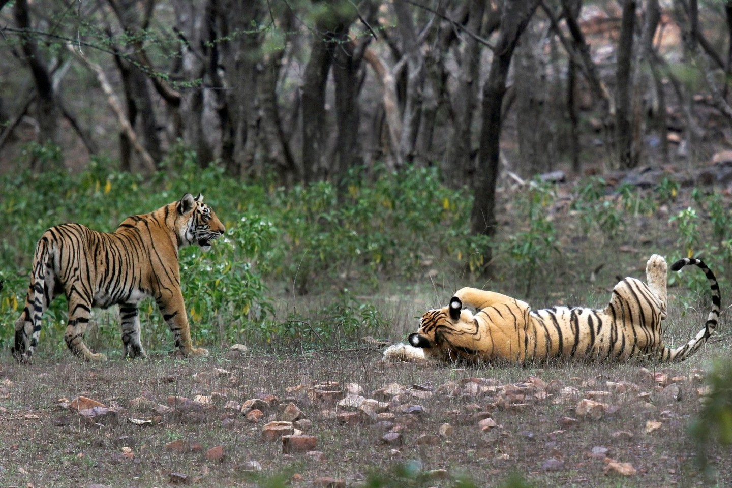 Tiger im Ranthambore-Nationalpark: In Indien wurde die Tigerjagd in den 1970er Jahren verboten.