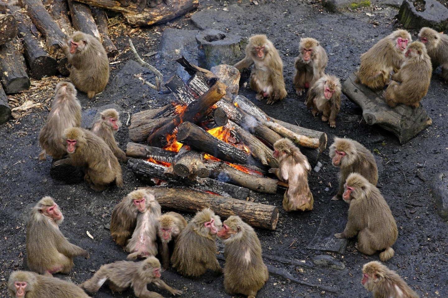 Affen wärmen sich an einem Feuer im «Japan Monkey Centre» im japanischen Inuyama.