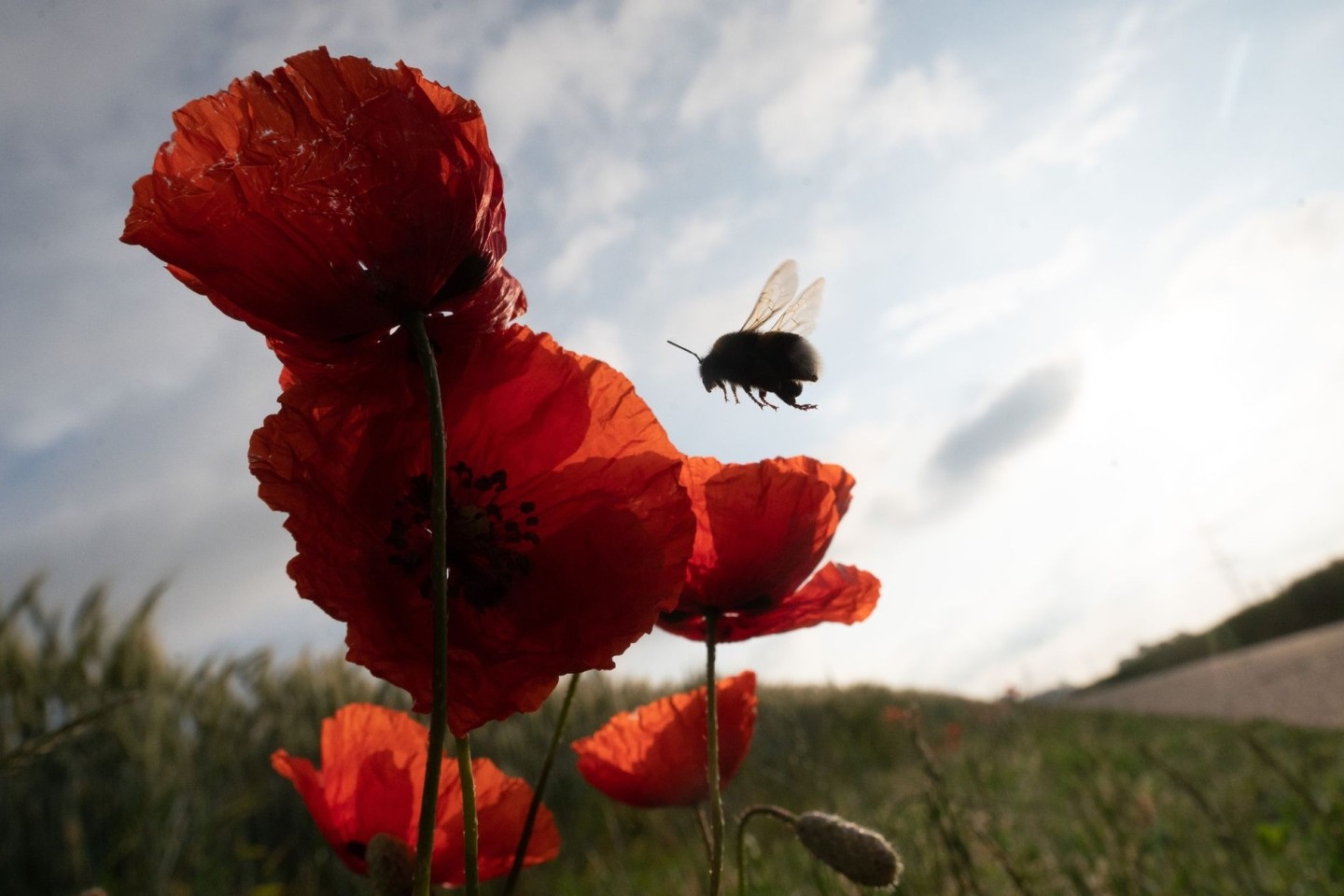 Eine Hummel fliegt eine Reihe von Mohnblumen an, die von der Morgensonne beleuchtet werden. Das deutschlandweite Insektensterben schreitet selbst in Naturschutzgebieten weiter voran.