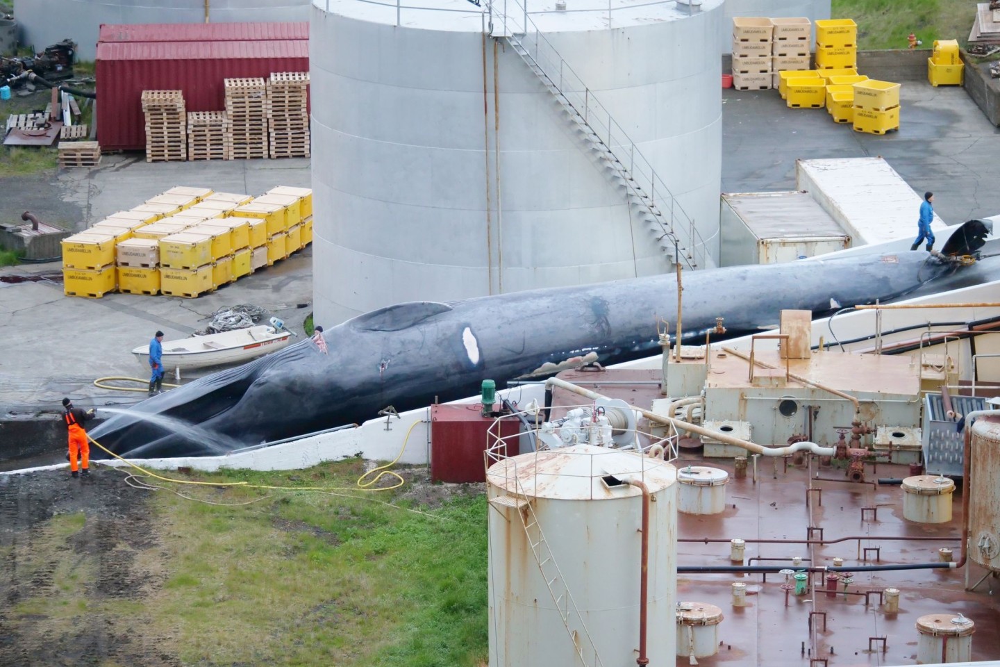 Ein toter Blauwal liegt in der Walfangstation in Hvalfjördur (Island) und wird mit Wasser besprüht.