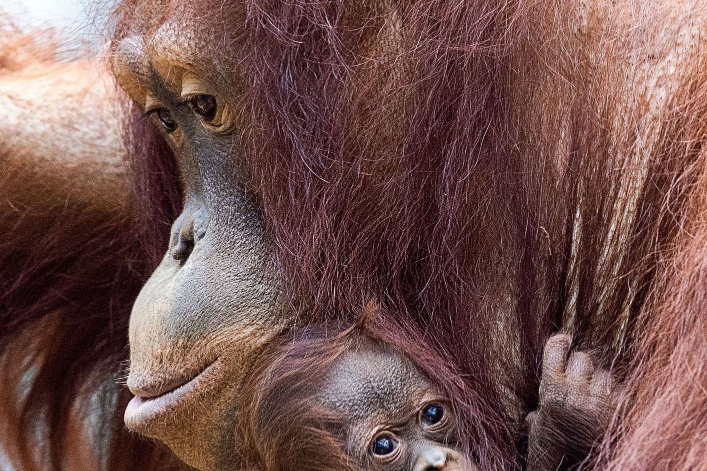 Das elfjährige Orang-Utan-Weibchen Cantik passt gut auf ihren Nachwuchs auf.