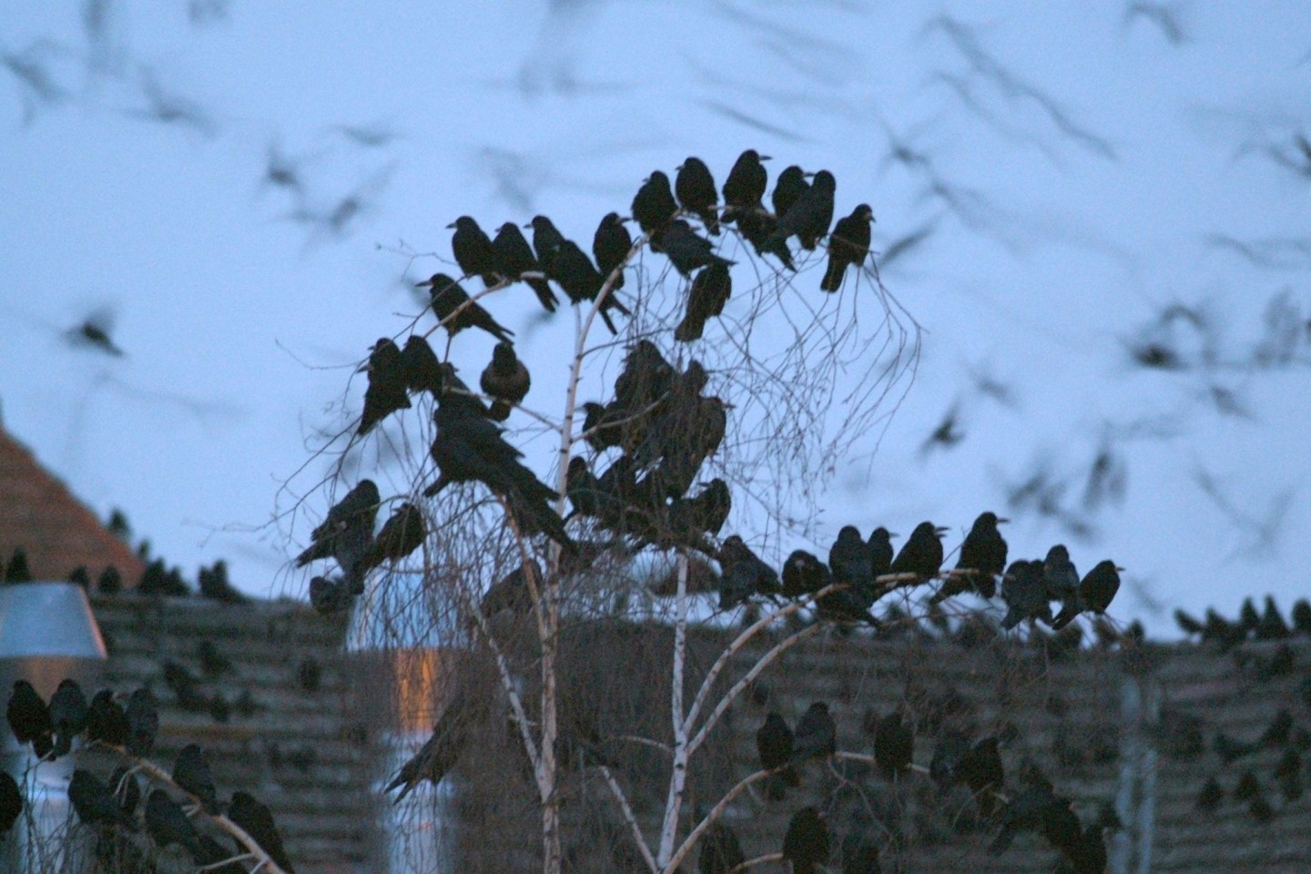 Saatkrähen nisten in großen Kolonien - gern gesehen sind die schwarzen Vogelgruppen zumindest in Norddeutschland nicht.