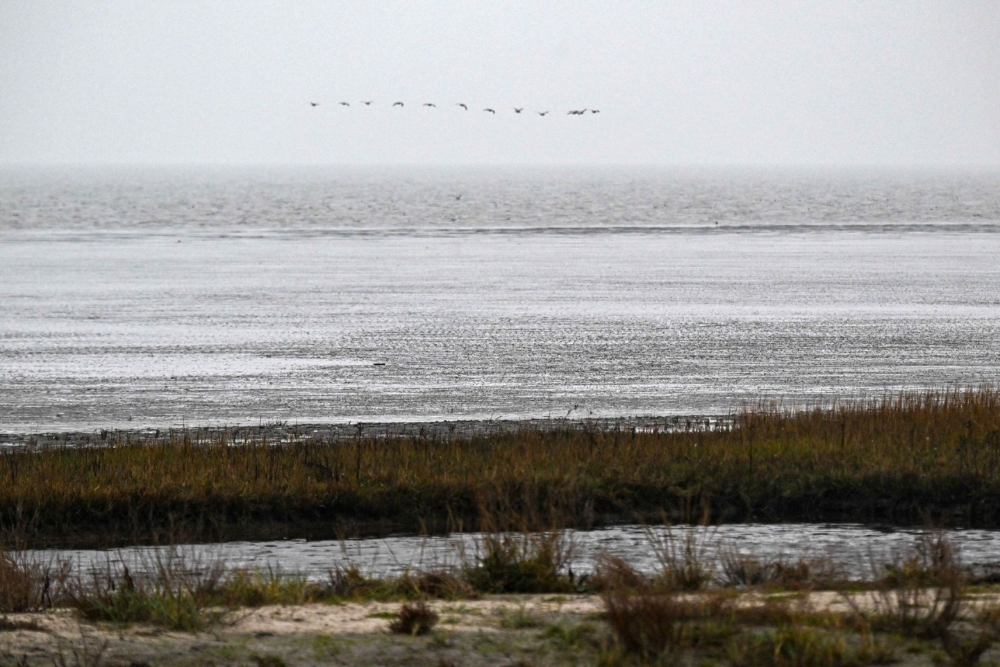 Vögel fliegen über das Watt vor dem Strand von Dangast.