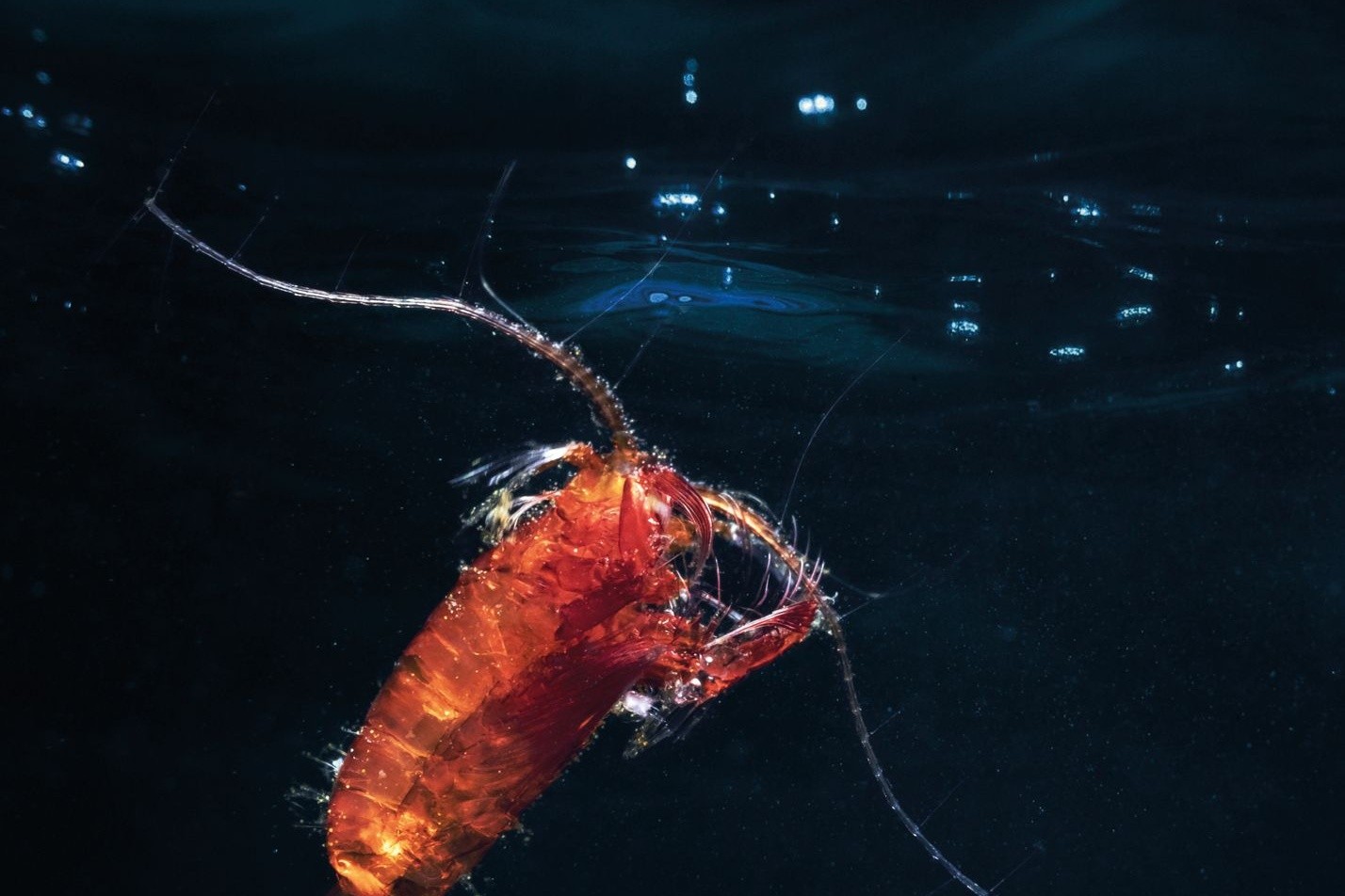 Ruderfußkrebse (Copepoda) bilden den größten Anteil des Zooplanktons. Hier ist ein eiertragendes Weibchen einer räuberisch lebenden Art zu sehen.