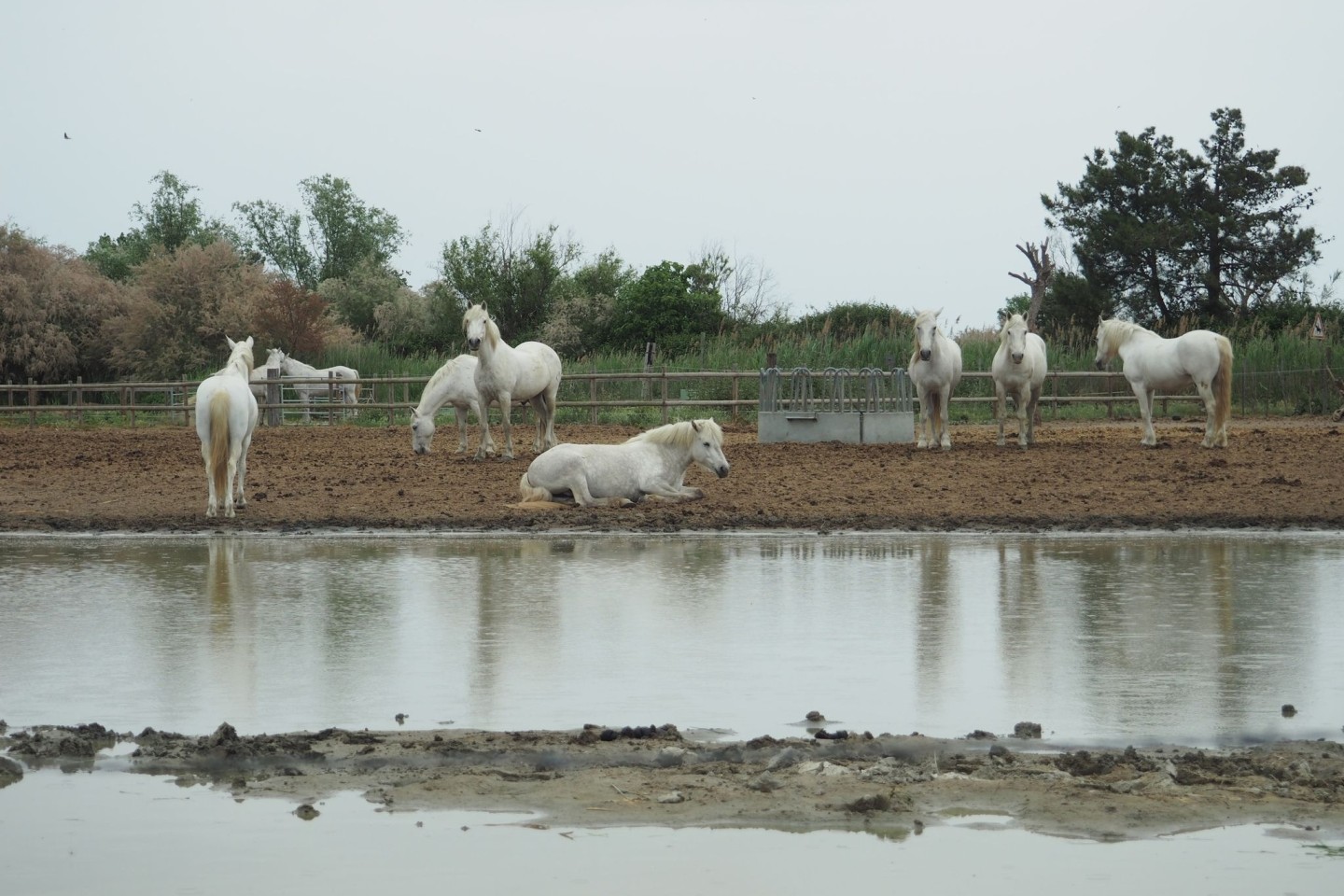 Pferde in der Camargue auf einer Koppel. Der Klimawandel hinterlässt in dem südfranzösischen Delta seine Spuren.
