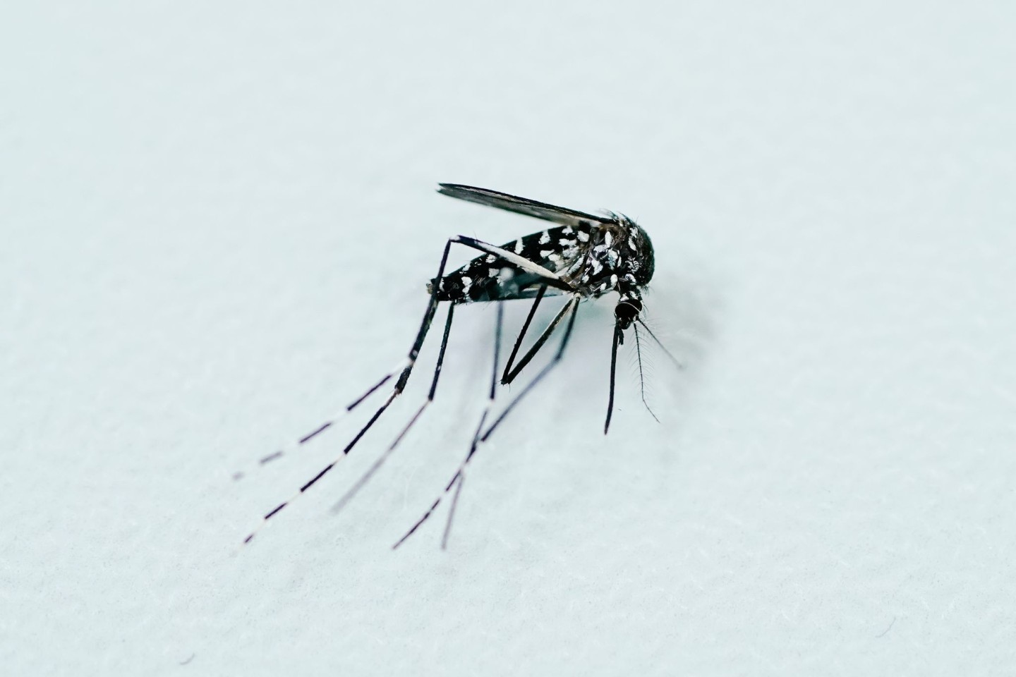 Tigermücken können Infektionskrankheiten übertragen.
