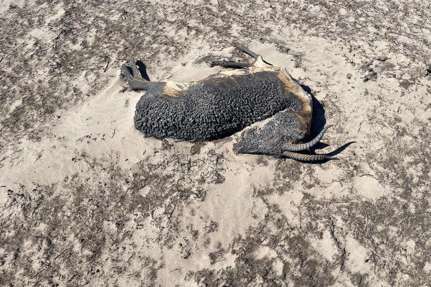 Die Überreste einer Gazelle, die einem Brand zum Opfer gefallen ist, liegen auf dem Boden. Durch die großen Steppenbrände in der östlichen Mongolei sind viele Gazellen getötet worden.