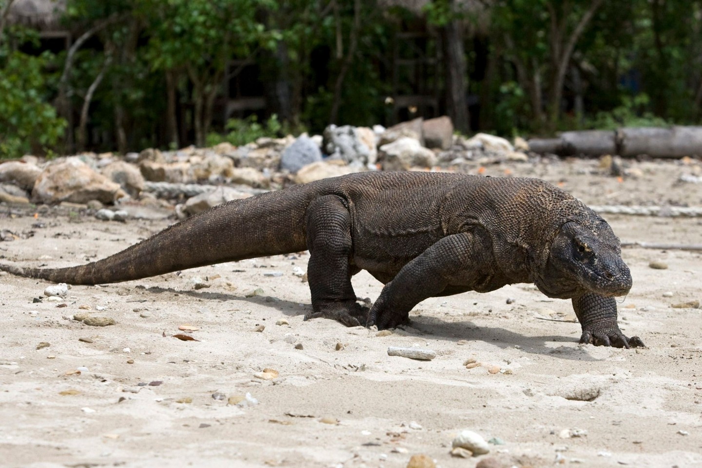 Der Komodowaran, die größte lebende Echse der Welt, ist jetzt als «stark gefährdet» eingestuft worden.