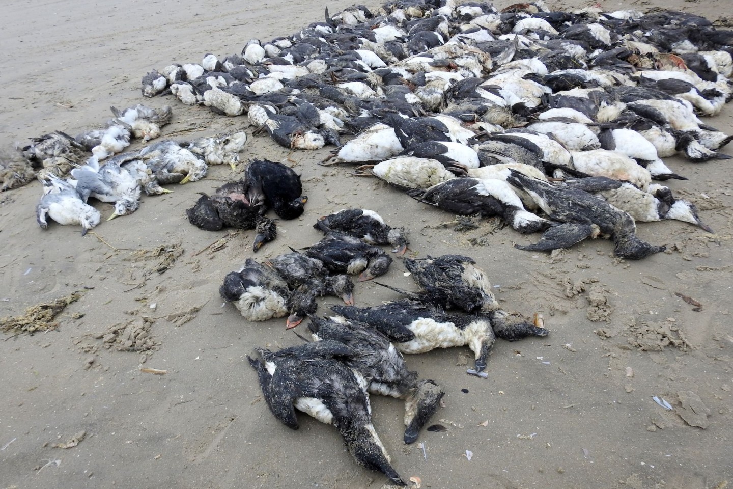 Tote Meeresvögel auf der Nordsee-Insel Fanø.