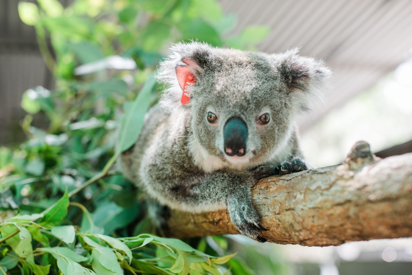 Koala Ember wird bereits zum zweiten Mal Mutter. In Ihrem Beutel sei ein winziges Junges entdeckt worden, teilte der Internationale Tierschutz-Fonds (IFAW) mit.