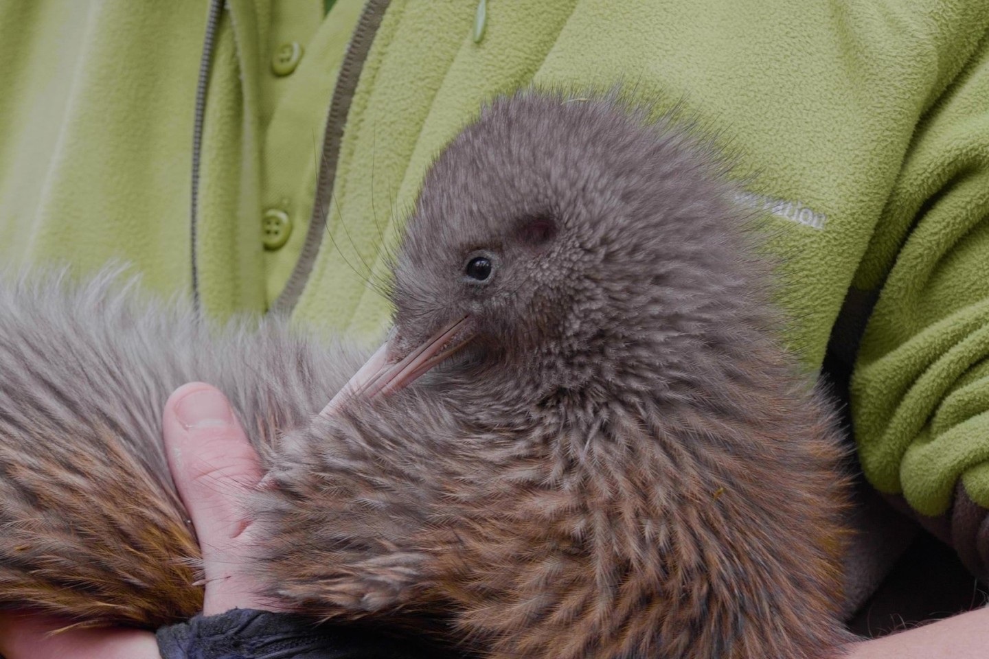 Kiwis sind die kleinsten Laufvögel der Welt und kommen nur in Neuseeland vor.