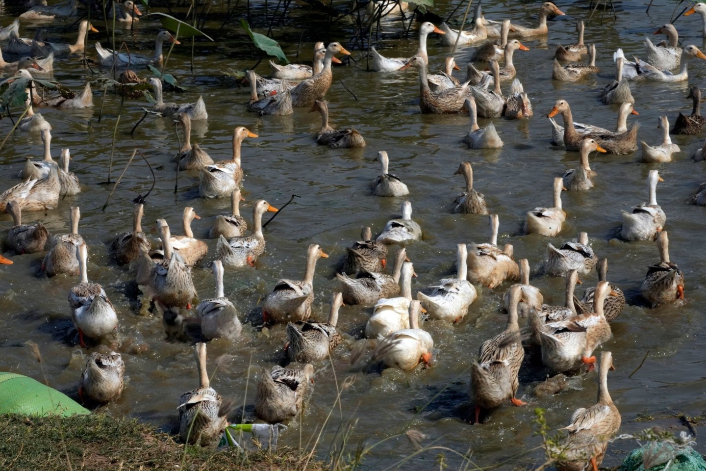 Derzeit grassiert die größte jemals dokumentierte Vogelgrippewelle, die vor allem bei Wasservögeln wie Enten auftritt.
