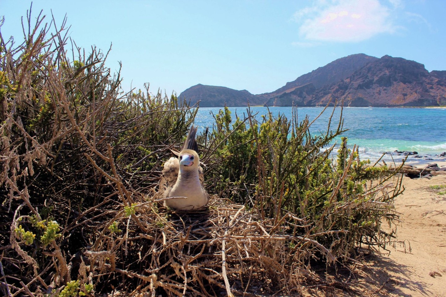 Auf den Galápagos-Inseln leben nach Behördenangaben 78 endemische Vogelarten.