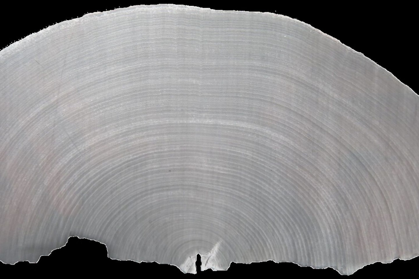 Auf einer Röntgenaufnahme von verkohltem Birkenholz sind die einzelnen Jahresringe zu sehen.