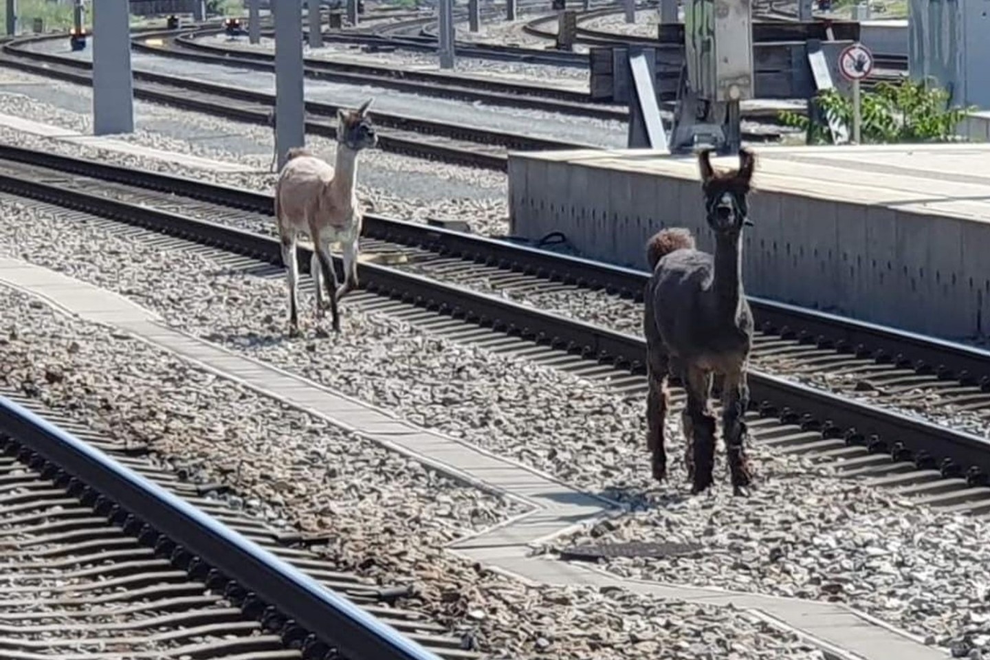 Lamas spazierten in Wien zwischen Bahngleisen.