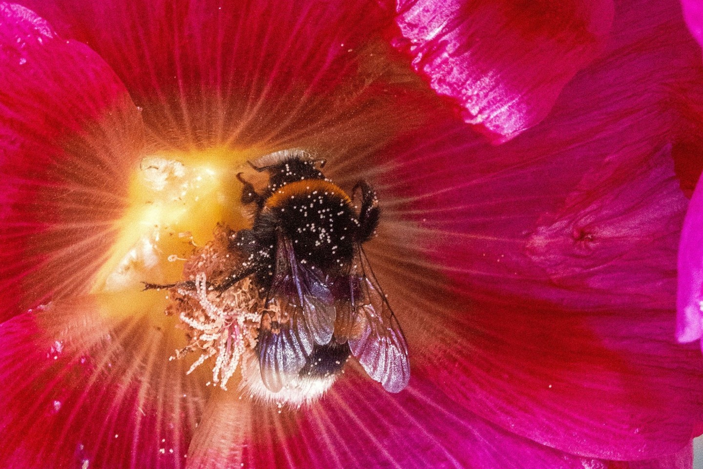 Eine Hummel sammelt Pollen.
