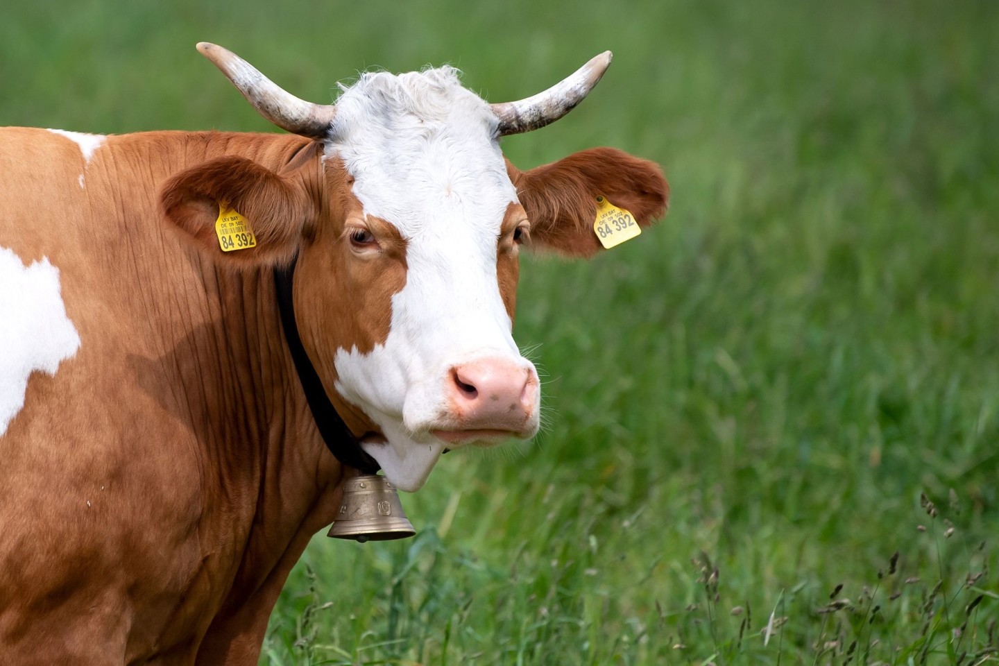 Eine Kuh steht auf einer Weide. Sie trägt eine traditionelle Glocke um den Hals.