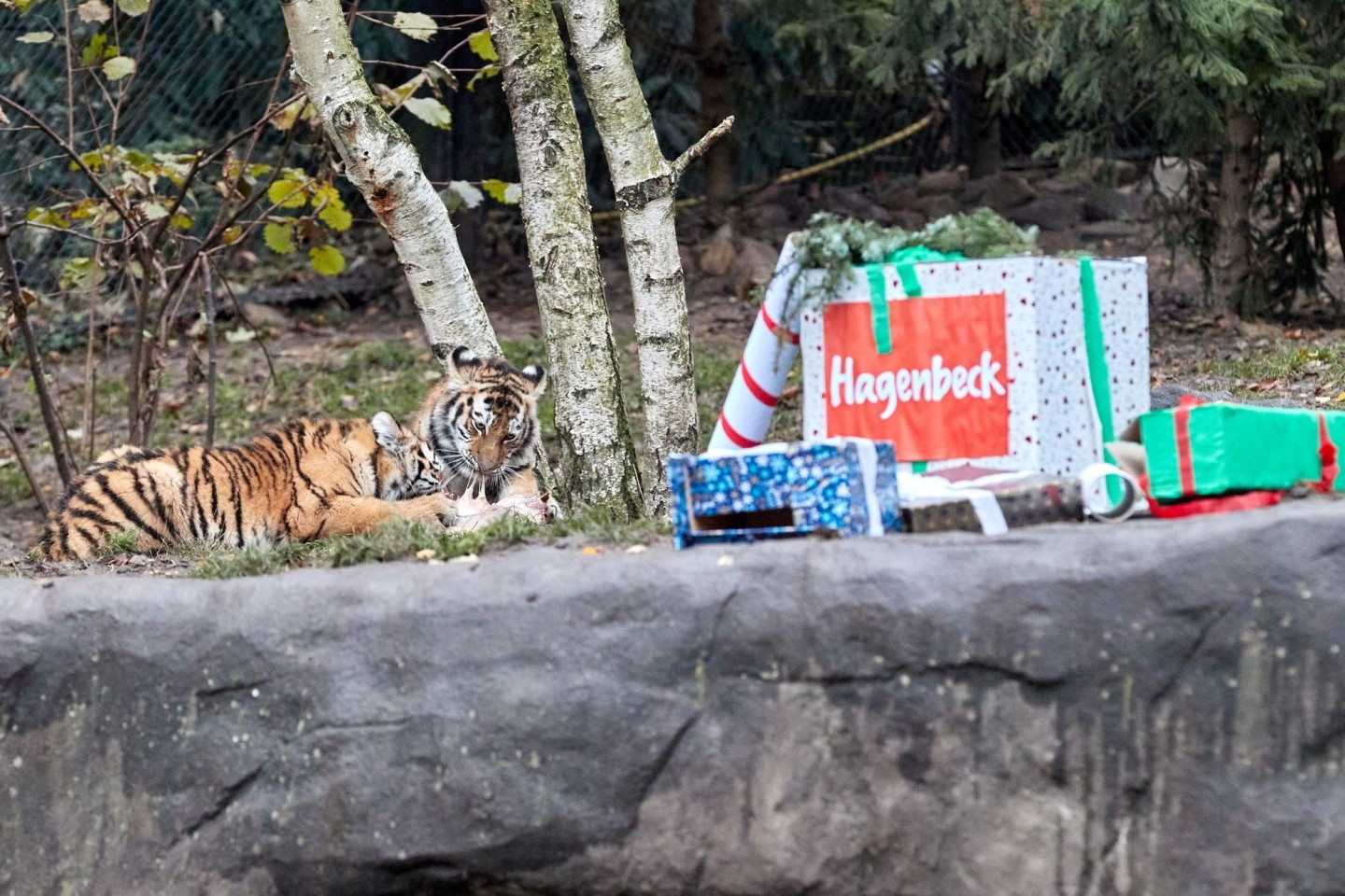 Die Tigerkinder Rida und Daria fallen über ihre verfrühten Nikolaus-Geschenke her.