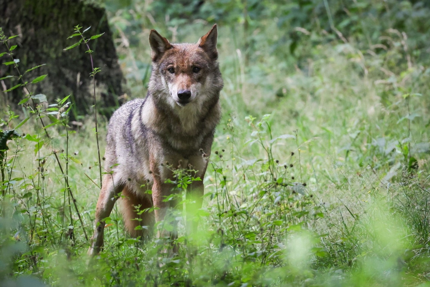 In Deutschland sind die Bundesländer für das Wolfsmanagement verantwortlich. Bisher genießen Wölfe einen hohen Schutzstatus.