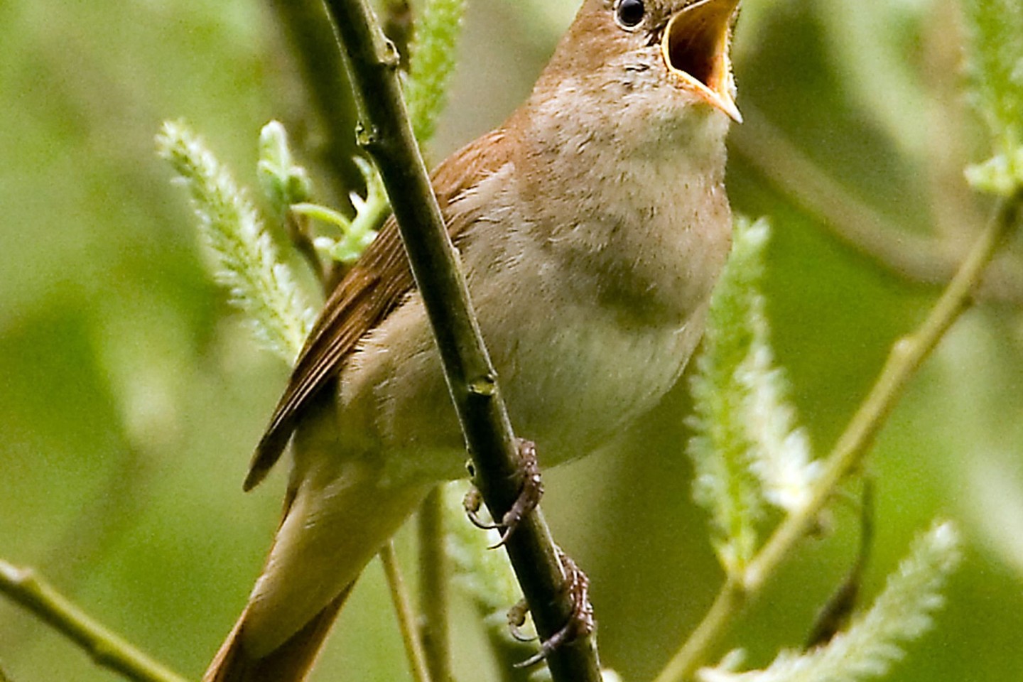 Nachtigall-Männchen sind bekannt für ihren vielfältigen Gesang.