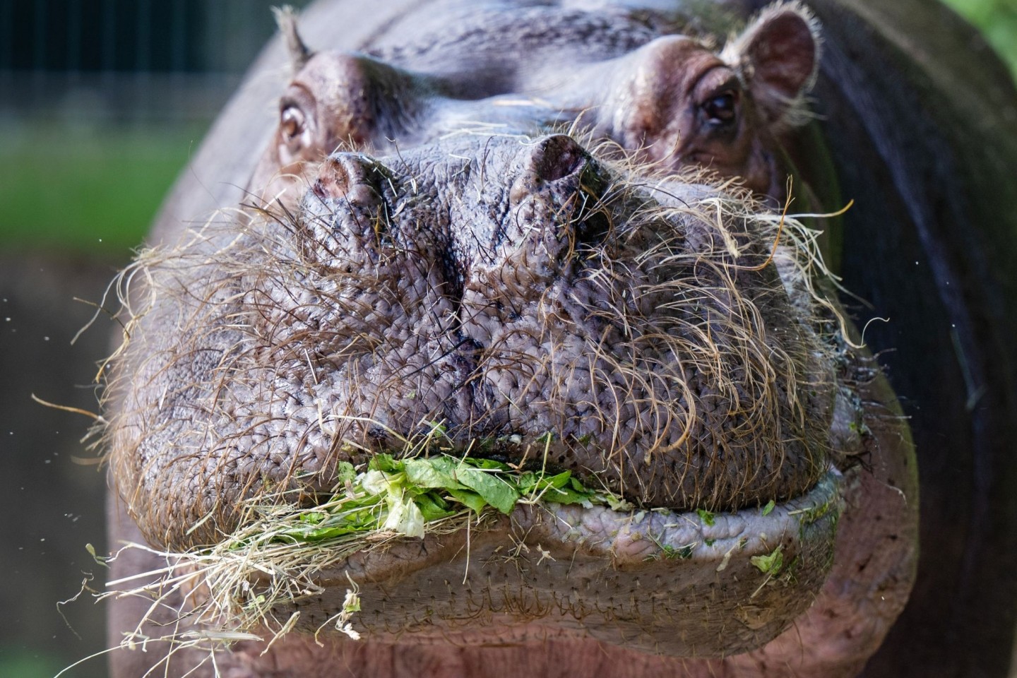 Artgerechte Ernährung: Ein Flusspferd lässt sich im Berliner Zoo Heu und Salat schmecken.