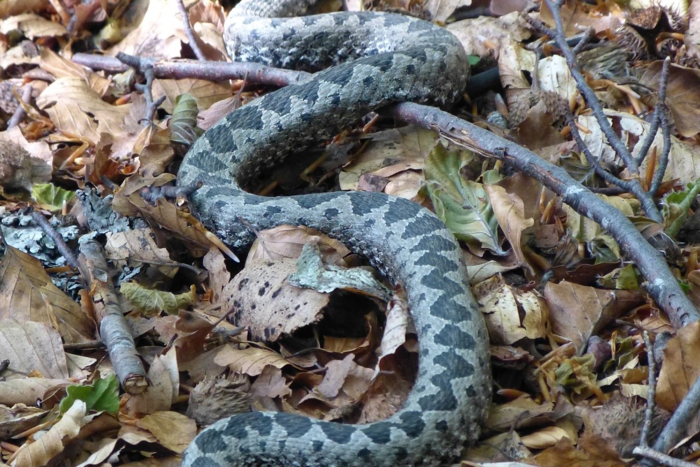Die Hornviper gehört zu den gefährlichsten Schlangen in Europa. (Archivbild)