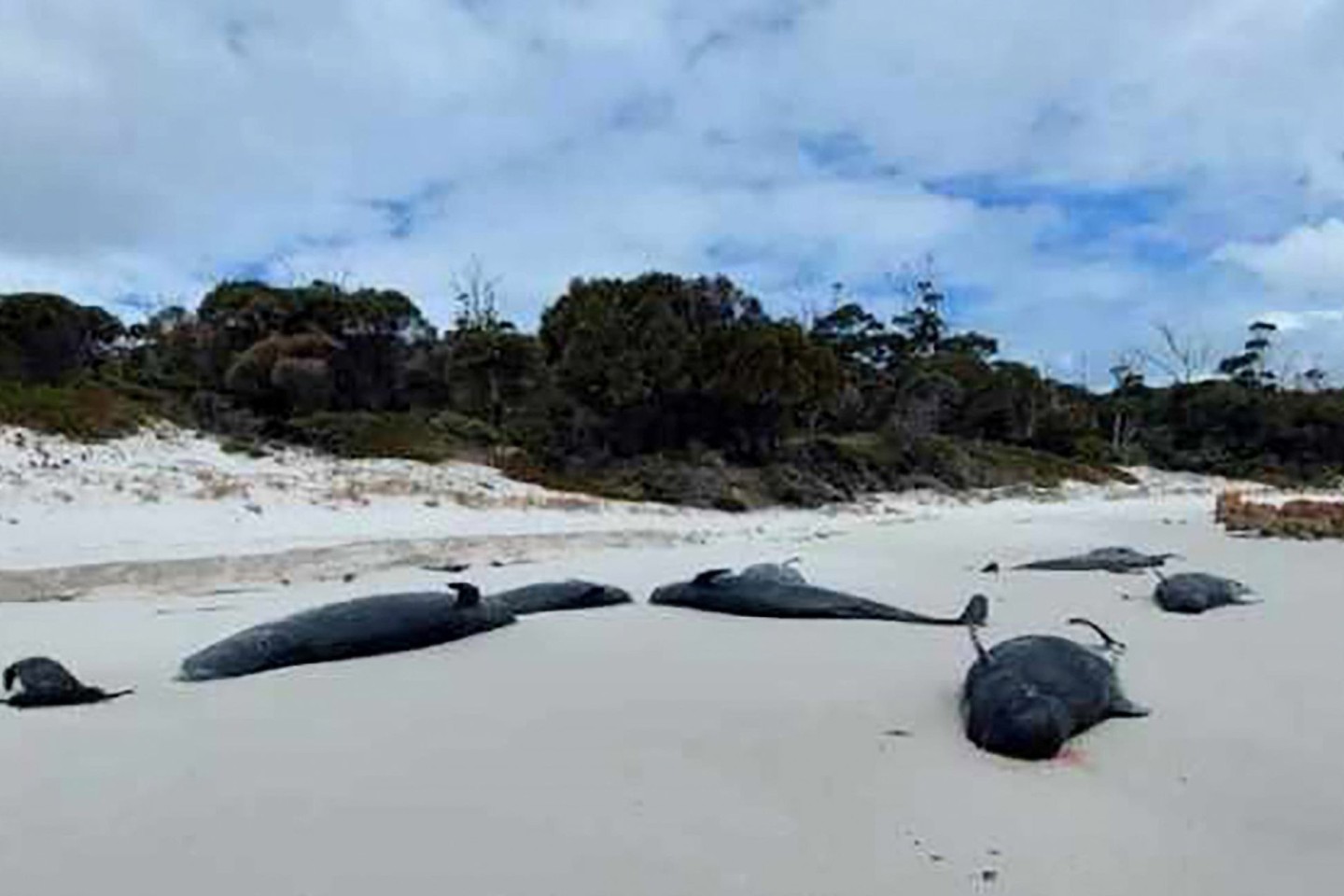 An einem Strand in Tasmanien wurden mehr als 30 tote Grindwale entdeckt.
