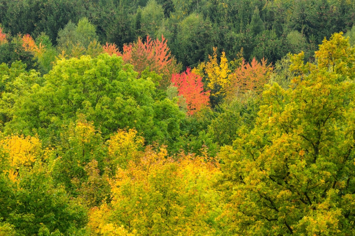 Laubbäume mit herbstlichen verfärbten Blättern am Roten Berg im Landkreis Hildesheim.