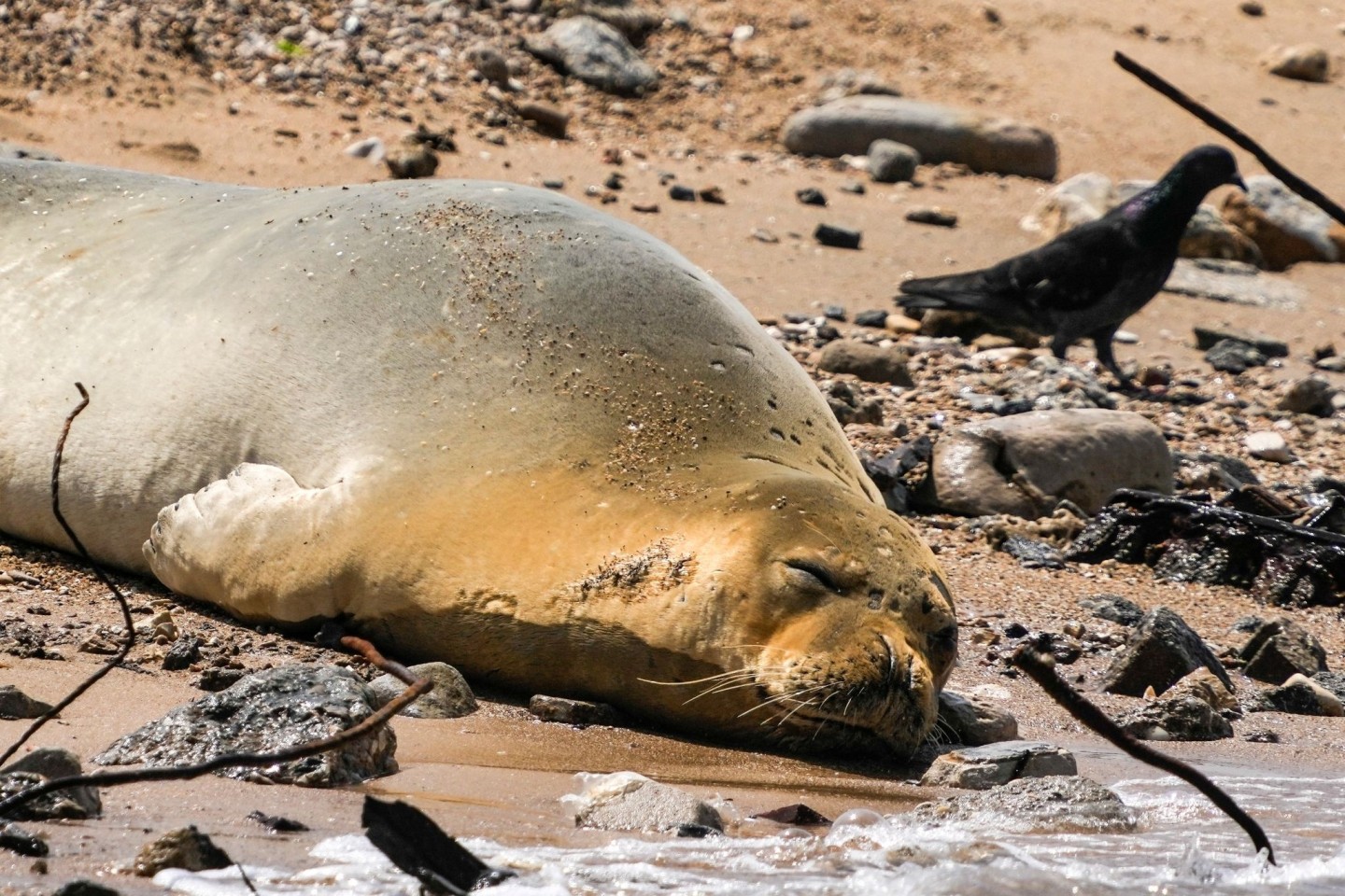 Eine vom Aussterben bedrohte Mittelmeer-Mönchsrobbe ruht sich am Strand aus.