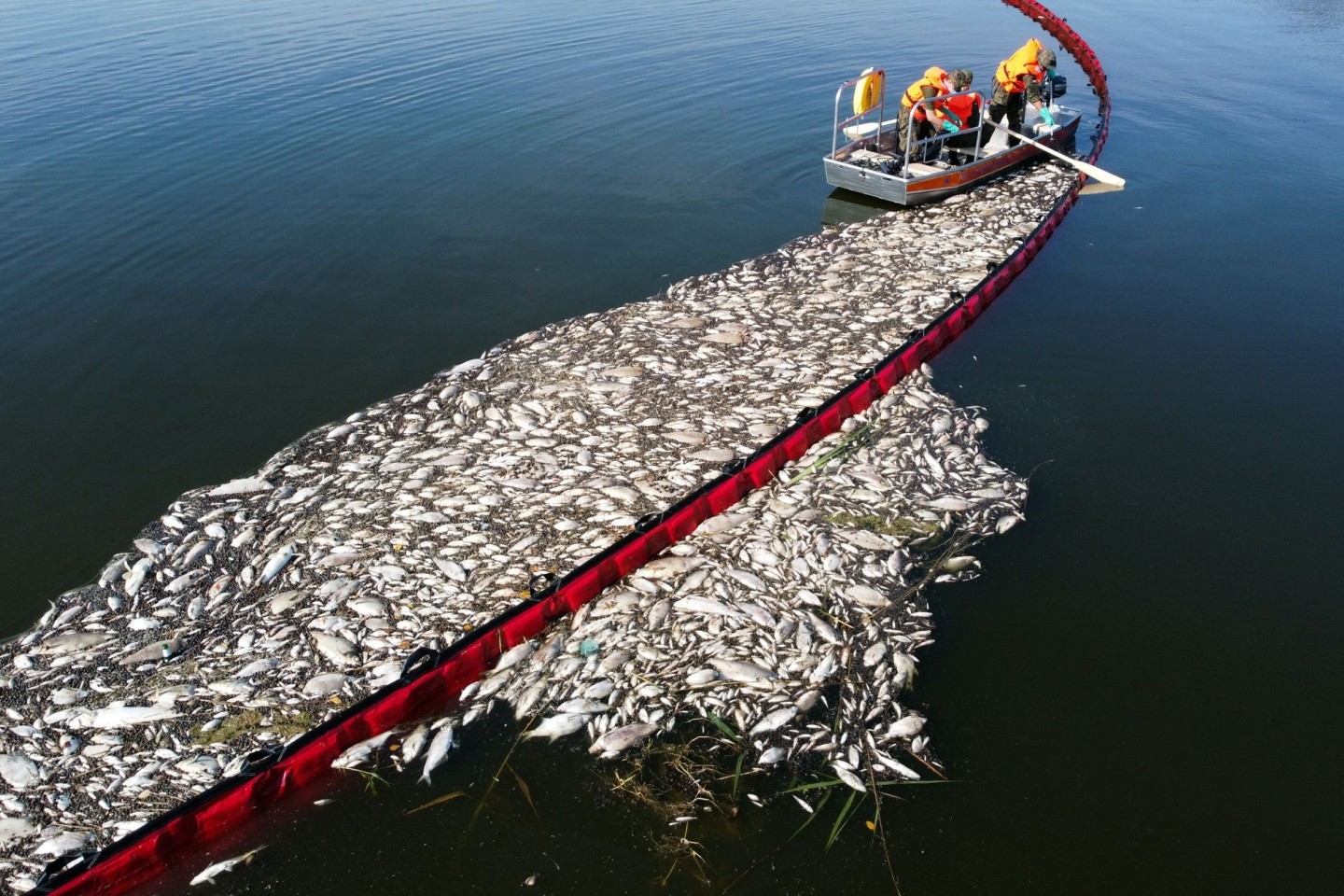 Helfer beteiligen sich im August an der Bergung toter Fische aus der Oder.