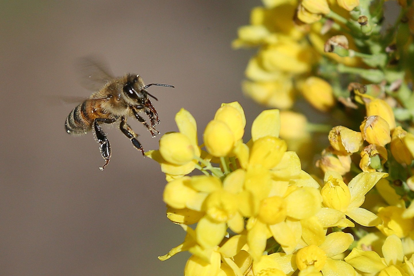 Studien zufolge schädigen Neonikotinoide Wild- und Honigbienen erheblich.
