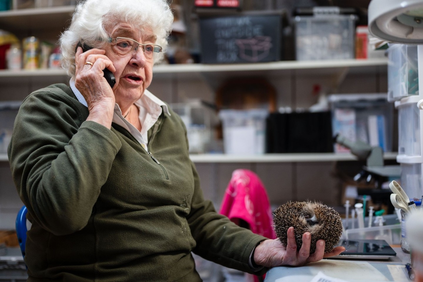 Karin Oehl sitzt in ihrem Keller und telefoniert mit einer Frau, die einen verletzten Igel zu ihr gebracht hat.
