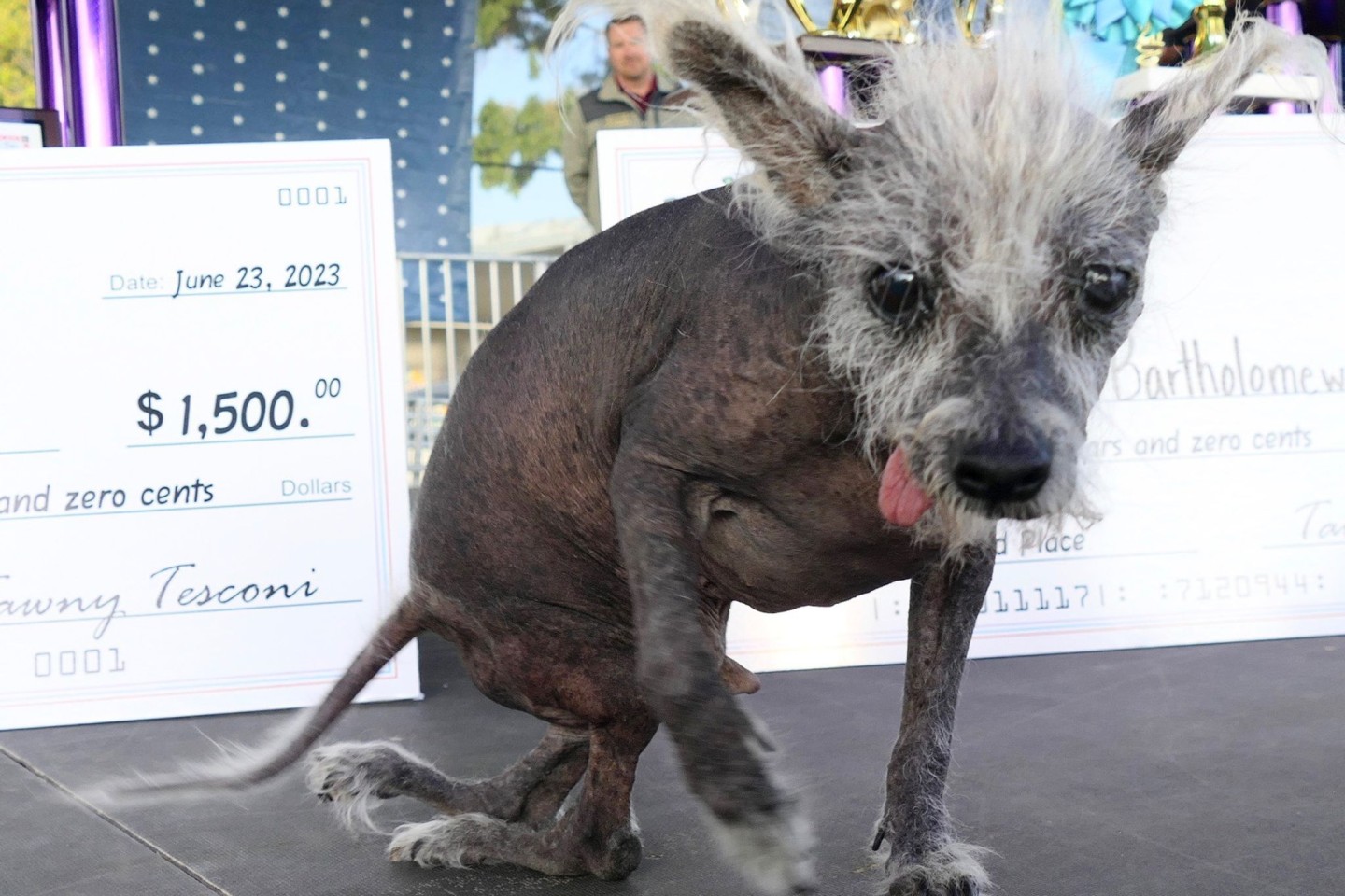 Der Sieger: Scooter, ein siebenjähriger chinesischer Schopfhund.