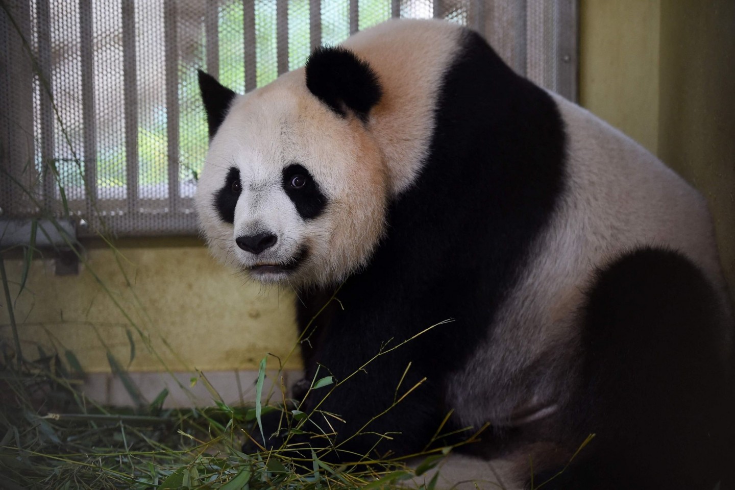Panda-Weibchen Huan Huan ist trächtig und steht kurz vor der Geburt von Zwillingen.