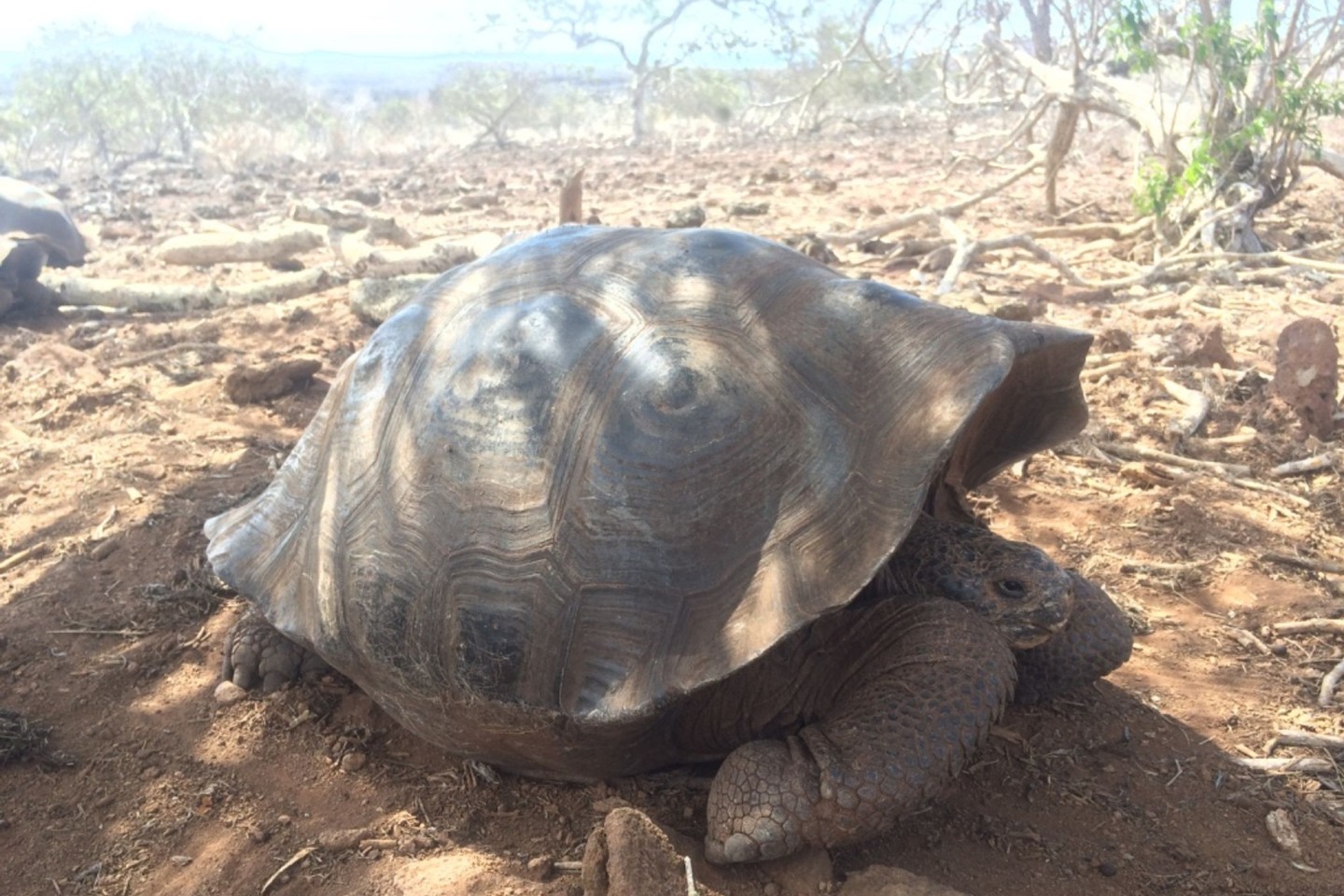 Forscher haben auf den Galápagos-Inseln im Pazifik wohl eine bislang unbekannte Art von Riesenschildkröten identifiziert.