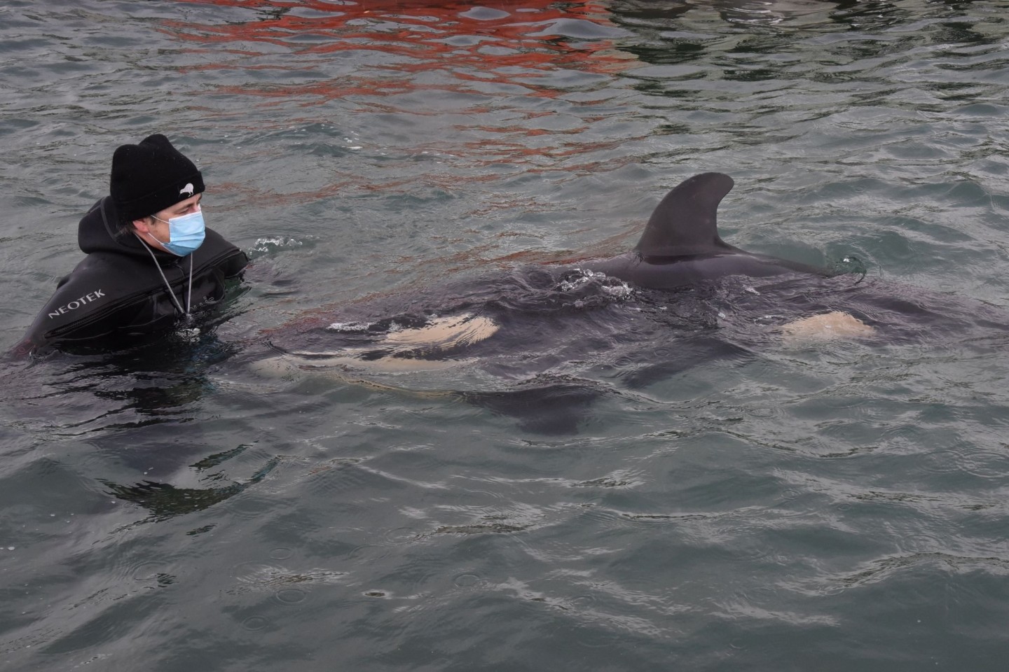 Ein freiwilliger Helfer mit dem Orca-Baby Toa. Der kleine Schwertwal ist gestorben.