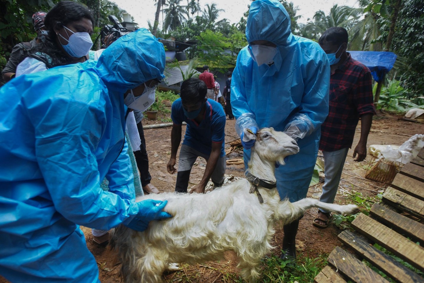 Medizinisches Personal in Kozhikode im Süden Indiens entnimmt einer Ziege Blutproben, um sie auf das Nipah-Virus zu testen.