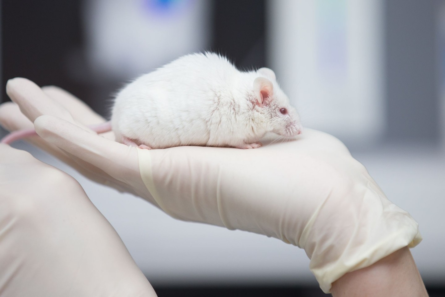 In Japan haben Forscher überlebensfähige Mäuse Ein weiße Maus im Labor: mit zwei biologischen Vätern erzeugt.