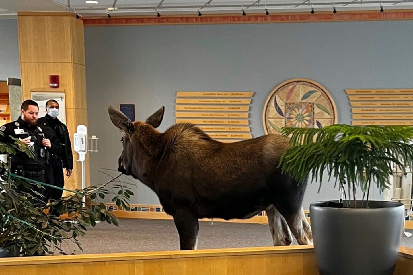 Ein junger Elch steht in einem Krankenhaus in Anchorage zwei Mitarbeitern gegenüber.